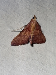 Endotricha pyrosalis