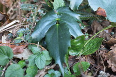 Berberis