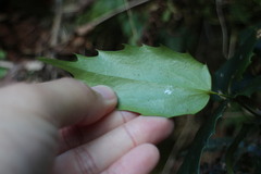 Berberis
