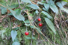 Lycianthes lysimachioides