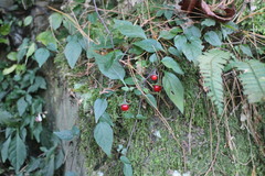 Lycianthes lysimachioides