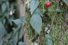 Lycianthes lysimachioides