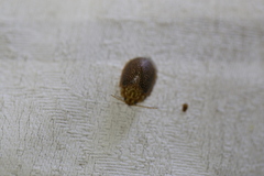 Paropsis omphale