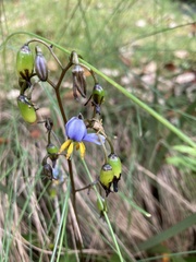 Dianella tasmanica
