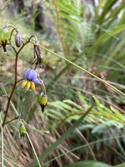 Dianella tasmanica