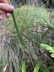Dianella tasmanica