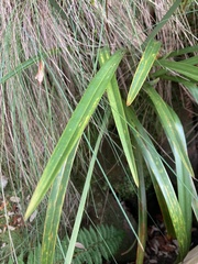 Dianella tasmanica