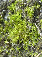 Tortella flavovirens