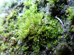 Tortella flavovirens