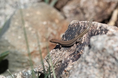 Atlantolacerta andreanskyi