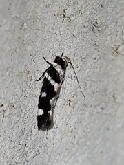 Macrobathra bigerella