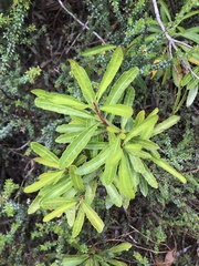 Cenarrhenes nitida