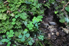 Dichocarpum adiantifolium