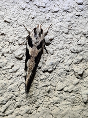 Macrobathra bigerella