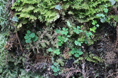 Dichocarpum adiantifolium