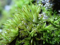 Tortella flavovirens