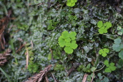 Dichocarpum adiantifolium