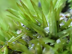 Tortella flavovirens