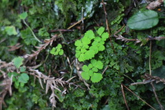 Dichocarpum adiantifolium