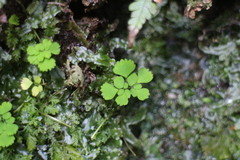 Dichocarpum adiantifolium