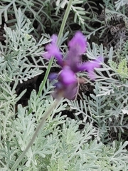 Betonica officinalis