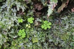 Dichocarpum adiantifolium