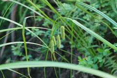 Carex fascicularis