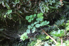 Dichocarpum adiantifolium