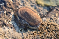 Scutus unguis