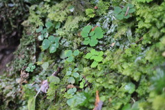 Dichocarpum adiantifolium