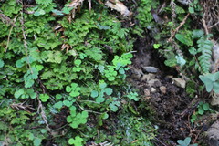 Dichocarpum adiantifolium