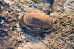 Scutus unguis