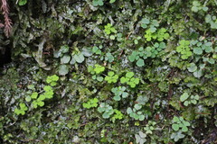 Dichocarpum adiantifolium