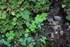 Dichocarpum adiantifolium