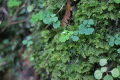 Dichocarpum adiantifolium