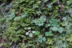 Dichocarpum adiantifolium