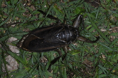 Lethocerus