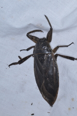 Lethocerus