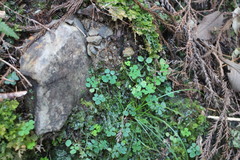 Dichocarpum adiantifolium