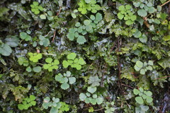 Dichocarpum adiantifolium