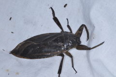 Lethocerus