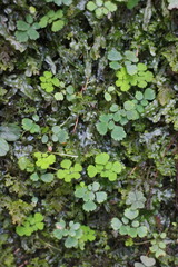 Dichocarpum adiantifolium