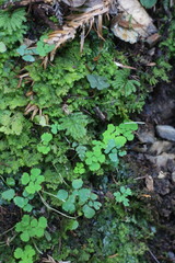 Dichocarpum adiantifolium