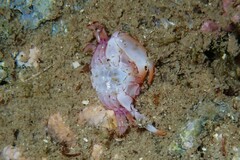Tetralia rubridactyla