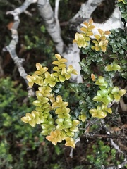Nothofagus