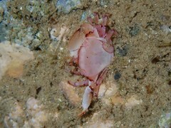 Tetralia rubridactyla