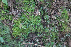 Dichocarpum adiantifolium