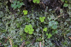 Dichocarpum adiantifolium