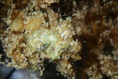 Lamprohaminoea ovalis