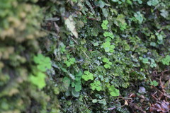 Dichocarpum adiantifolium